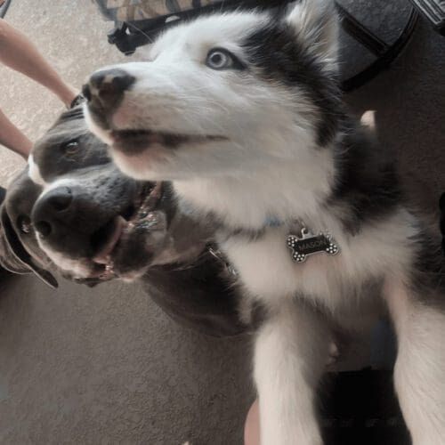 Puppy mason begging for treats during a dog social playdate.