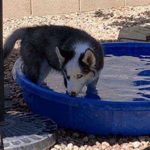 Husky puppy Mason playing in the kiddie pool during a dog social event.