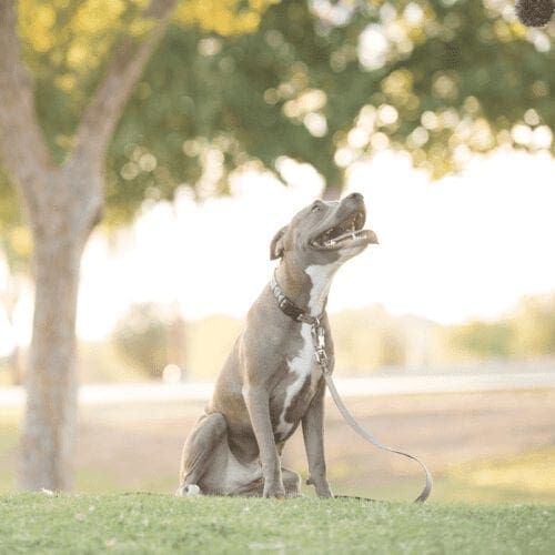 Grey pitbull puppy Miska, Luna, poses for his dog photoshoot with FurBabies & Friends in Glendale, AZ.