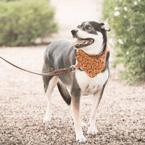 Husky mixed dog has a very specific route and schedule for his daily dog walking. Husky mixed dog has a very specific route and schedule for his daily dog walking.