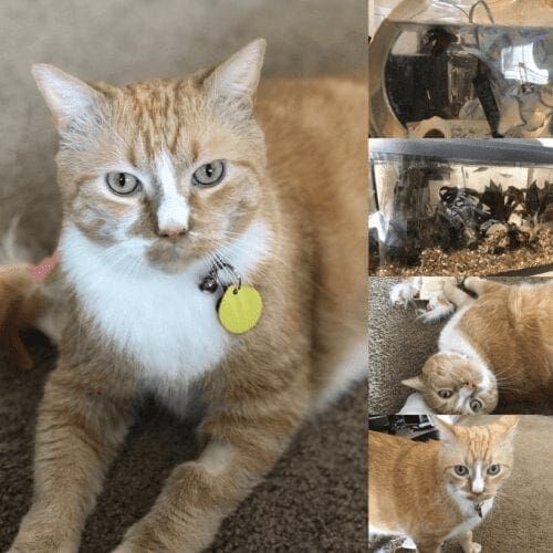 In Home Drop In and Care for Kittens and Cats Glendale, AZ In Home Drop In and Care for Kittens and Cats Glendale, AZ