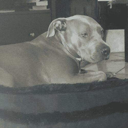 Blue nose pitbull resting comfortably on a dog bed during a pet sitting visit
