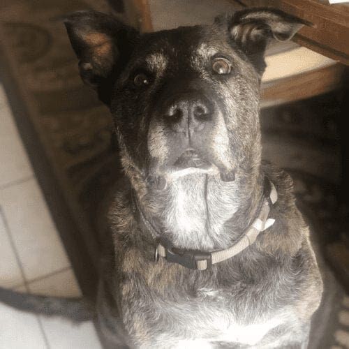 Dog named Spartacus sitting calmly during a pet care visit