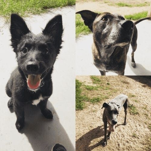 Puppy named Sweet Pea and her siblings enjoying a midday potty break with a professional pet sitter.