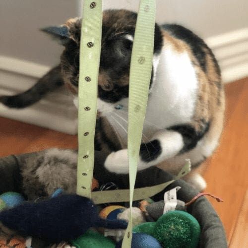 In Home Overnight Cat Sitting Sun City, AZ Lilly a tri colored cat playing with a ribbon during a cat sitting visit in Sun City, AZ