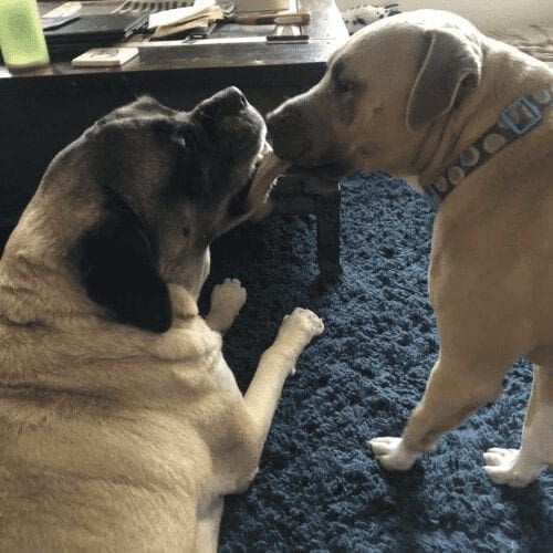 Dog named Simba interacting affectionately with mastiff Matilda after a nice and relaxing midday dog walk.