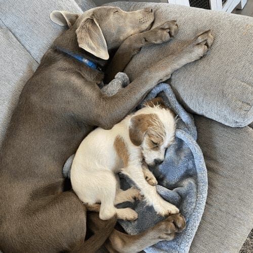 Worn out Daisy and Shadow after a very playful socialization play date Worn out siblings Daisy and Shadow snuggling after a very playful socialization play date