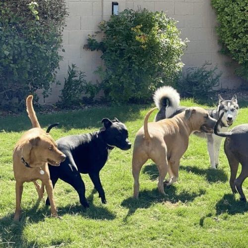 Multiple dogs playing around in the grass during a dog social play session.
