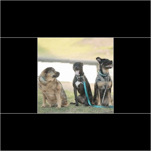 Help socialize your dog safely with FurBabies & Friends Friday Night Pack Walks held around Glendale, AZ from October to April starting at 6:30pm