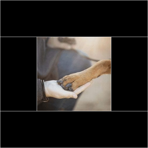 Relationship building with humans and dogs Force free and positive reinforcement dog trainer, Kristie Halverson with FurBabies & Friends offers relationship building with humans and dogs in Glendale, AZ.