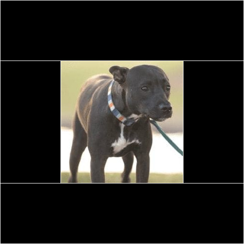 Training for Fearful and insecure dogs Force free and positive reinforcement dog trainer, Kristie Halverson with FurBabies & Friends offers training for Fearful and insecure dogs