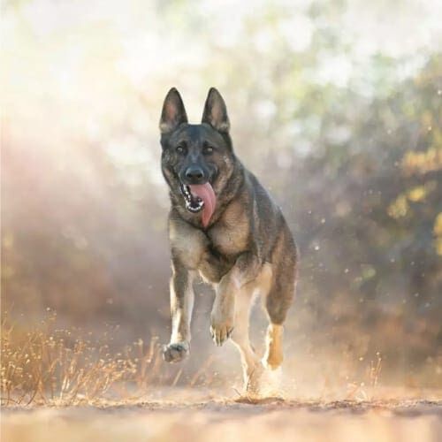 Common questions about FuurBabies & Friends includes our service area, we proudly offer pet care services in Glendale, Peoria, and Sun City West to name of few, predominately focusing in the Phoenix West, North and Central Valley. Common questions about FuurBabies & Friends includes our service area, we proudly offer pet care services in Glendale, Peoria, and Sun City West to name of few, predominately focusing in the Phoenix West, North and Central Valley.