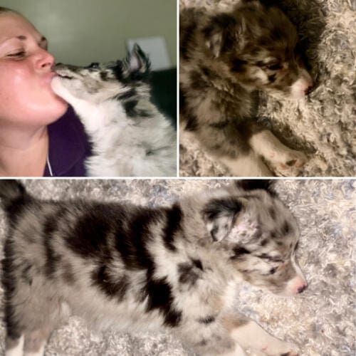Nala, the mini aussie puppy, only wanted to give kisses and sleep during in home puppy school. Nala, the mini Aussie puppy, only wanted to give kisses and sleep during in home puppy school in Phoenix, AZ.