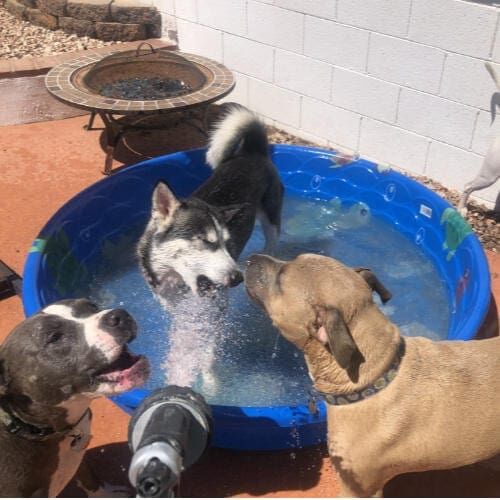 Three dogs biting the water from the hose on a hot Arizona day.