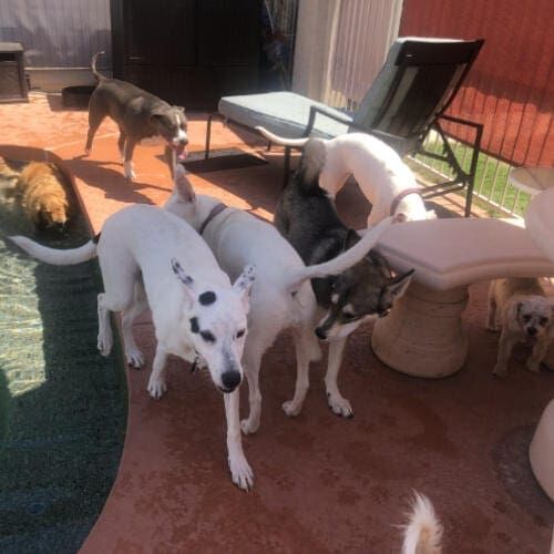Multiple dogs playing around in the shade during a dog playdate in Glendale, AZ.