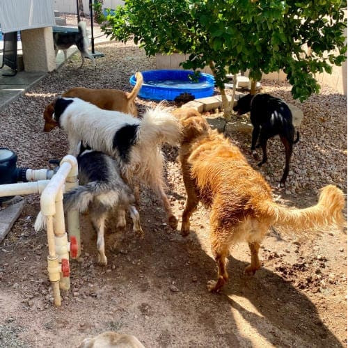 Multiple dogs running around int he rocks and kiddie pool during a dog playdate.