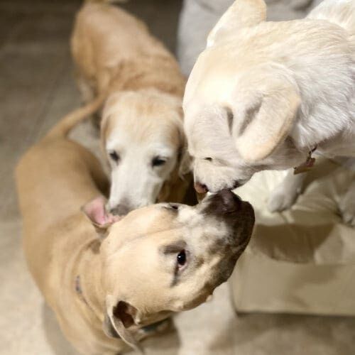 Three dogs sniffing each other intently during a playdate.