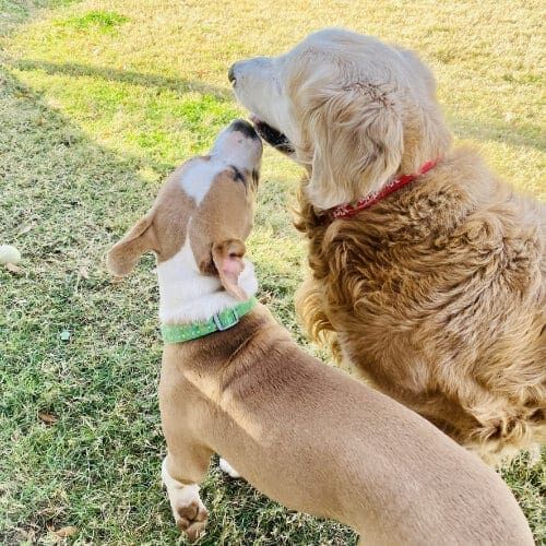 Two dogs running around and playing for socialization.