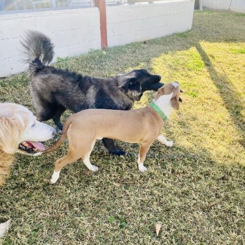 Dogs playing with a toy together in the grass during a dog playdate.