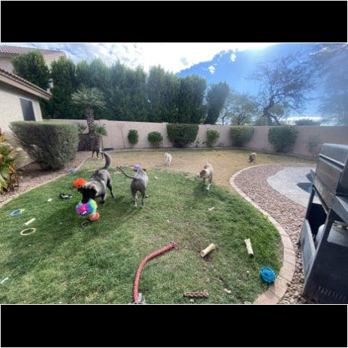 Many dogs running around and playing on grass during a dog playdate.