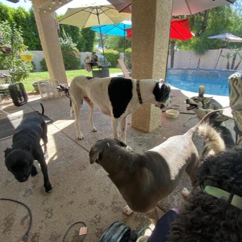 Several dogs taking cover under the shade during a dog playdate during the summer in Glendale, AZ.