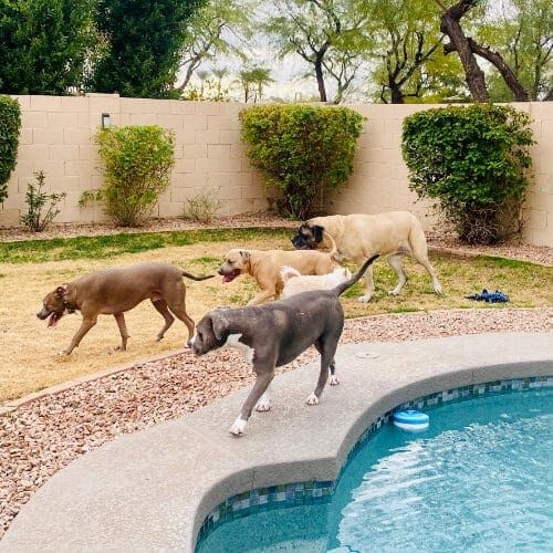 Multiple dogs running around in a back yard during a dog socialization playdate.