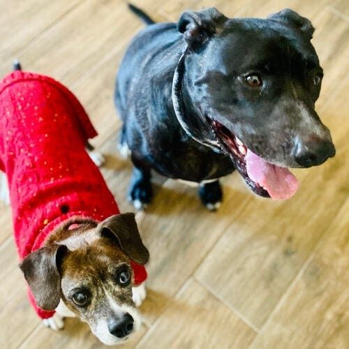 Furry babies dogs Bart and Tubbs, in Arrowhead Ranch, AZ, enjoyed their multiple drop in visits while their mom was on vacation. Furry babies dogs Bart and Tubbs, in Arrowhead Ranch, AZ, enjoyed their multiple drop in visits while their mom was on vacation.