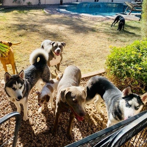 Several dogs waiting to greet new dog arrivals during a canine socialization playdate in Glendale, AZ