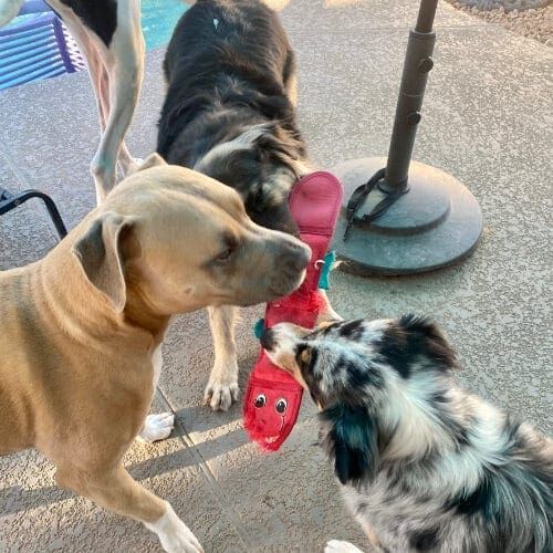 Allowing your dog social time to play with other dogs burns their energy and is an import factor to a dog in reward based dog training Glendale AZ. Allowing your dog social time to play with other dogs burns their energy and is an import factor to a dog in reward based dog training Glendale AZ.