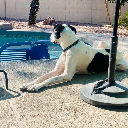 Stanley, the Great Dane, relaxing by the pool during his boarding stay with FurBabies & Friends. Stanley, the Great Dane, relaxing by the pool during his boarding stay with FurBabies & Friends.