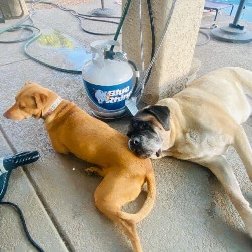 A mastiff resting her head on another dog during a canine social playdate.