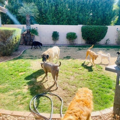 Multiple dogs walking around during a structure dog social event.