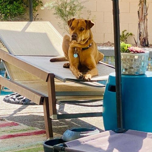 A dog sitting on two stacked lounge chairs and resting outside.