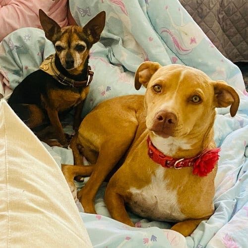 Two dog siblings resting comfortably during at home overnight dog care in Phoenix, AZ.