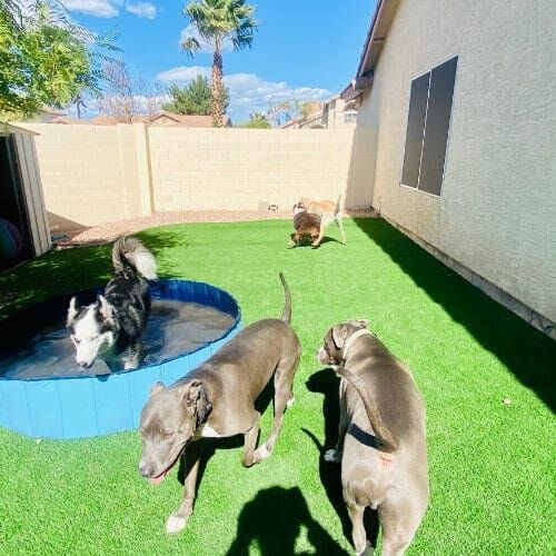 Multiple dogs playing in a grass area during a dog socialization playdate.