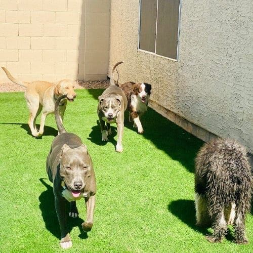 Many dogs running around and playing on grass during a dog playdate.