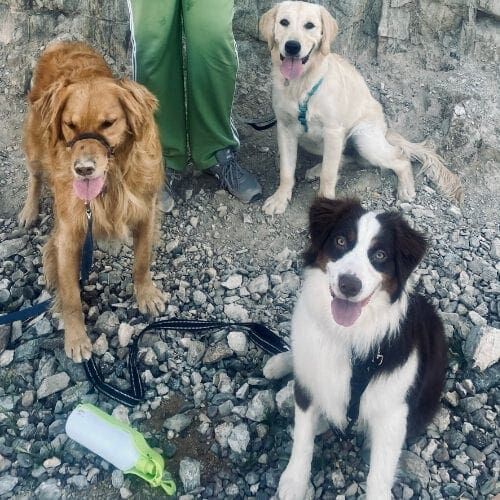 A group dog hike at North Scottsdale Mountain with some of our leash walking participants. A group dog hike at North Scottsdale Mountain with some of our leash walking participants.