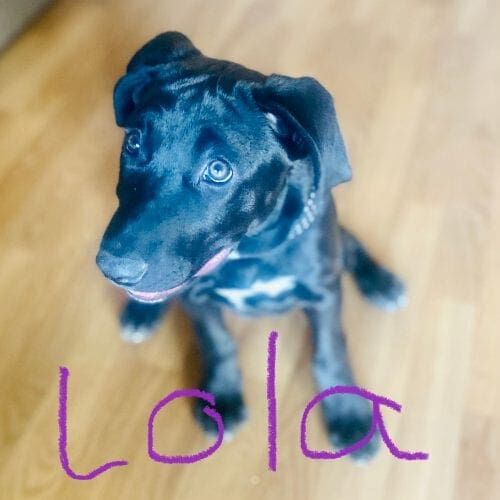 Lola, the Lab/pit bull mix, started puppy manners for a solid foundation for basic training. Lola, the Lab/pit bull mix, started puppy manners for a solid foundation for basic training.