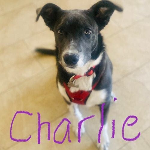 Rescued mixed breed Charlie had a lot of fear issues including going through the front door and getting in to the car which was greatly improved after some positive reinforcement dog training in Peoria, AZ.