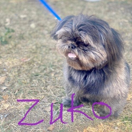Zuko, the Shitzu, doing a perfect sit during dog group obedience class. Shih Tzu puppy named Zuko participating in a group obedience training class