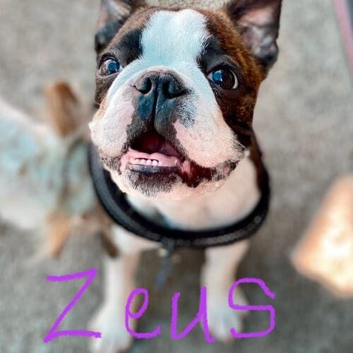Zeus, the Boston Terrier, enjoyed boarding and socializing while boarding with FurBabies & Friends. Boston terrier puppy named Zeus staying during a boarding visit