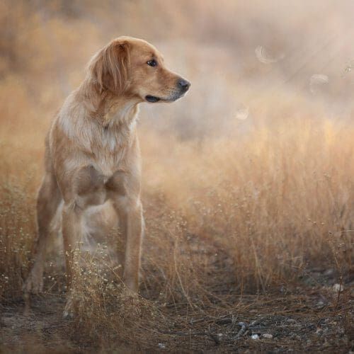 Jazzy the Golden Retriever standing up gazing into the distance, was the perfect model during a Furbabies & Friends professional fall family photoshoot in Glendale, AZ.