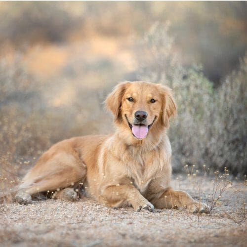 Jazzy the Golden Retriever laying down, was the perfect model during a Furbabies & Friends professional fall family photoshoot in Glendale, AZ.