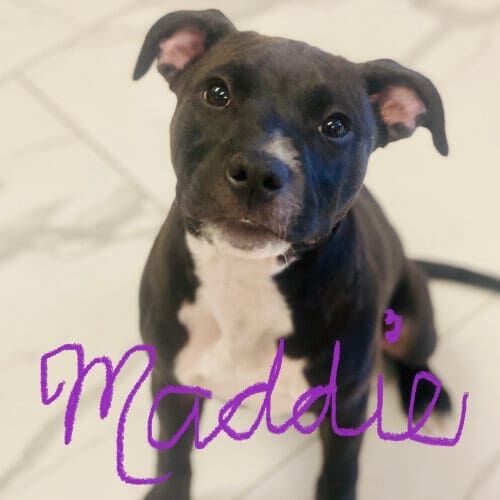 Maddie, the pit bull puppy, in Cave Creek, AZ loved learning knew stuff during puppy school. Pitbull puppy named Maddie participating in puppy training school in Cave Creek Arizona