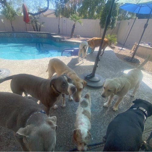 Dog socialization playdate for dogs to build social skills. Multiple dogs walking around together during a socialization dog playdate.