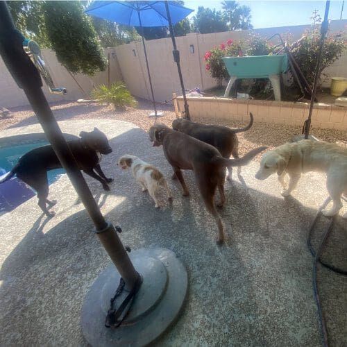 Multiple dogs walking around together during a socialization dog playdate.