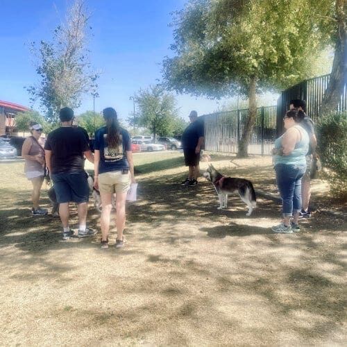 FurBabies & Friends group training class participants working on socialization and dog training cues in Glendale, AZ.