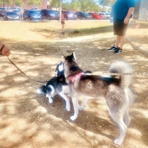 Two Husky's socializing during a FurBabies & Friends group dog training class in Glendale, AZ.