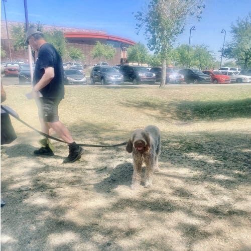 FurBabies & Friends group training class participants working on socialization and dog training cues in Glendale, AZ.