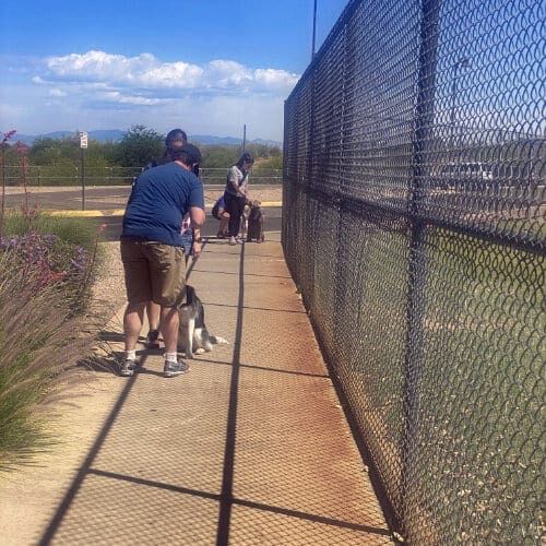FurBabies & Friends group training class participants working on socialization and dog training cues in Glendale, AZ.